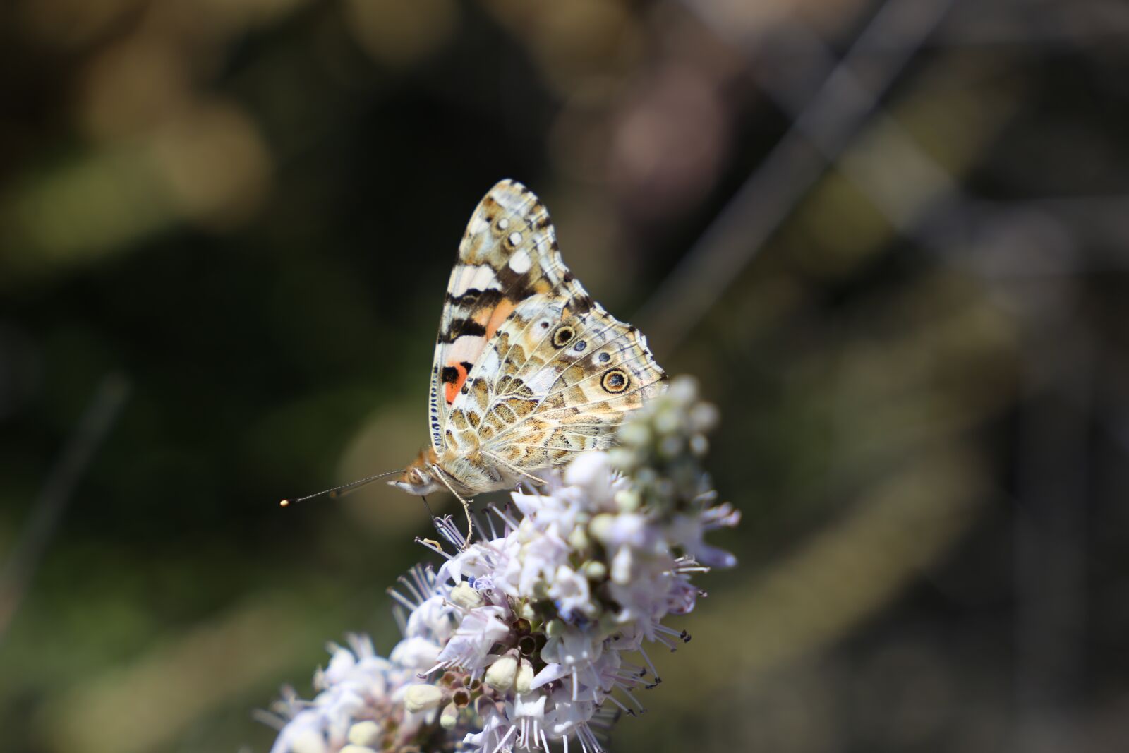 Canon EOS 6D sample photo. Nature, butterfly, insect photography