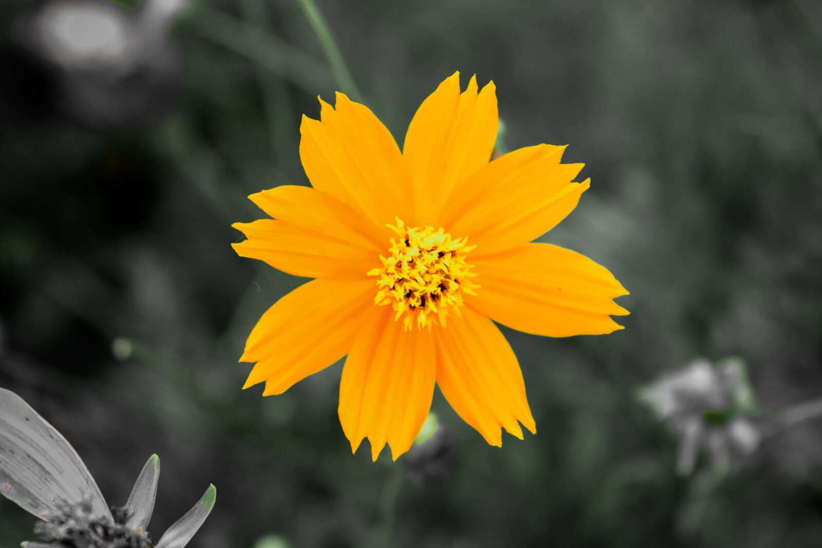 Nikon D3300 sample photo. Nature, flower, flora photography