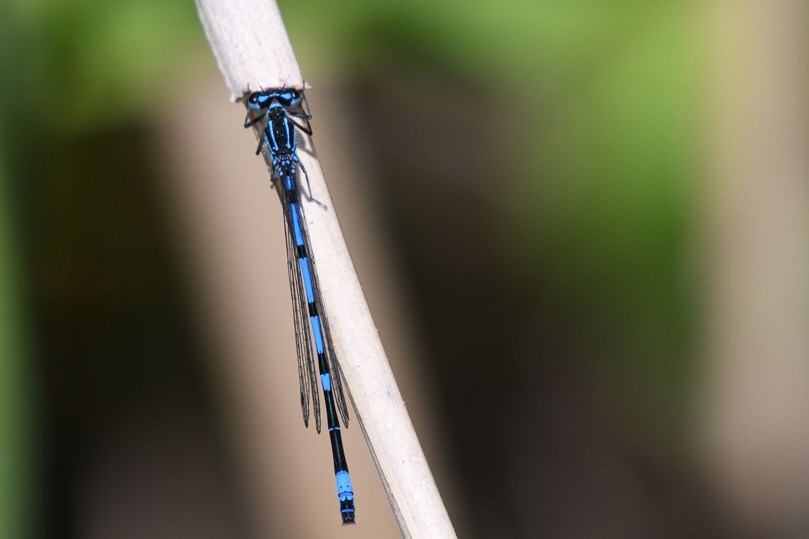 Nikon D500 sample photo. Dragonfly, insect, nature photography