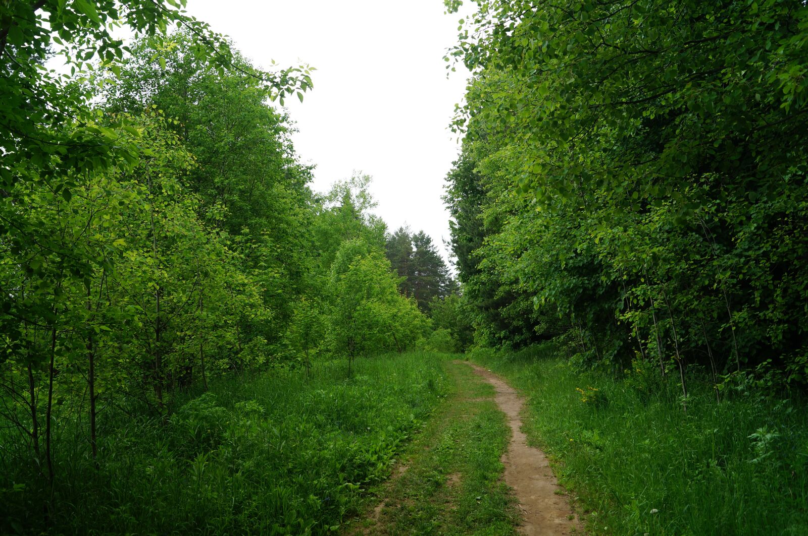 Sony SLT-A57 sample photo. Forest, silence, nature photography