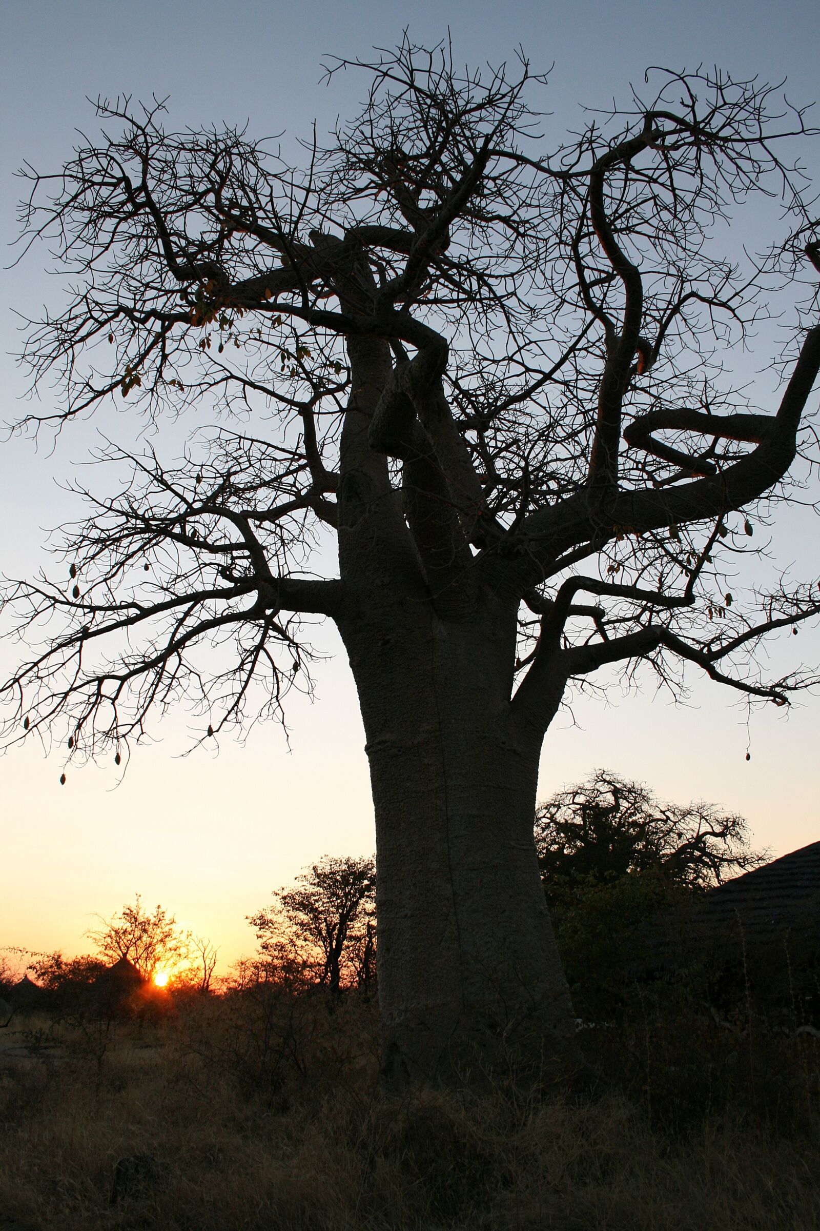 Canon EOS 400D (EOS Digital Rebel XTi / EOS Kiss Digital X) sample photo. Botswana, baobab, sunset photography