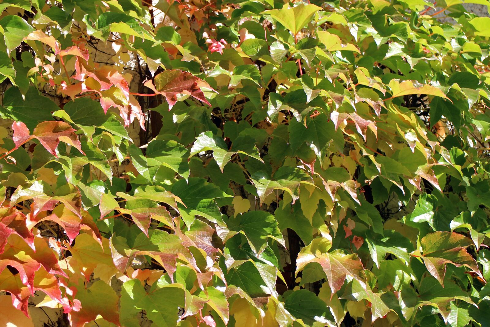 Canon EOS M sample photo. Vine, autumn, leaves photography