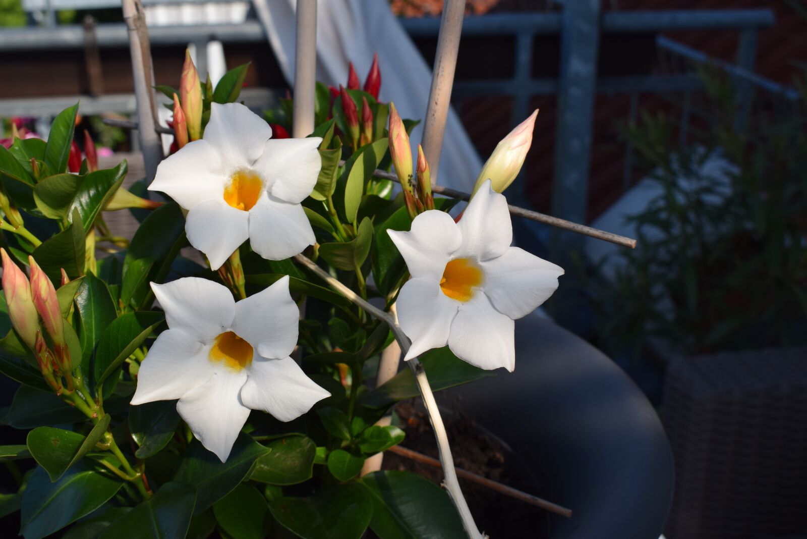 Nikon D3300 sample photo. Flower, garden, plant photography