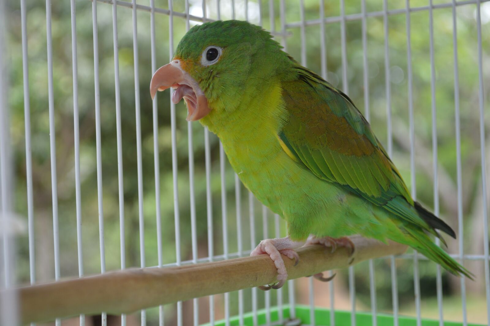 Nikon D3200 sample photo. Animal, nature, cute photography