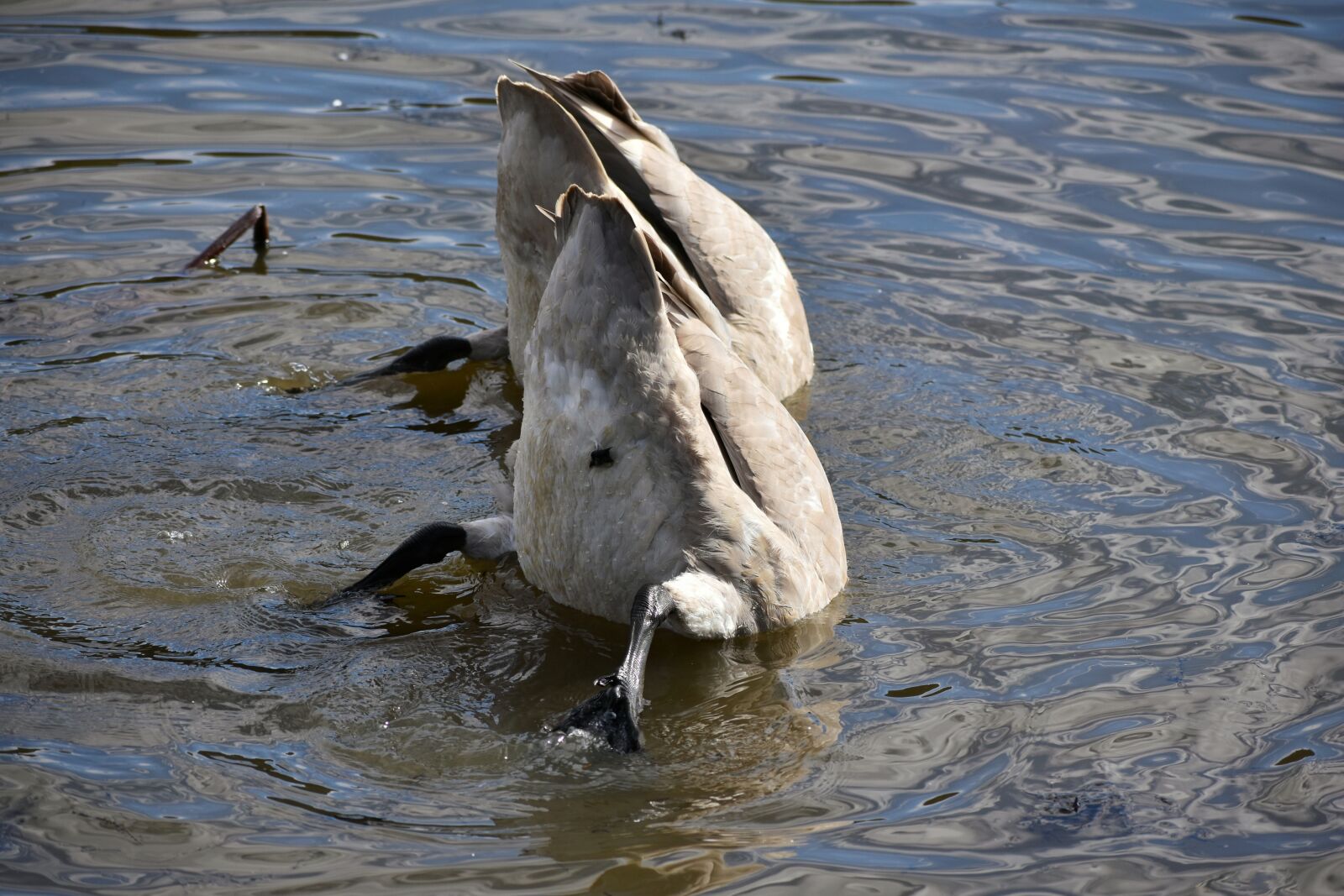 Nikon D7200 sample photo. Animal, lake, waterside photography