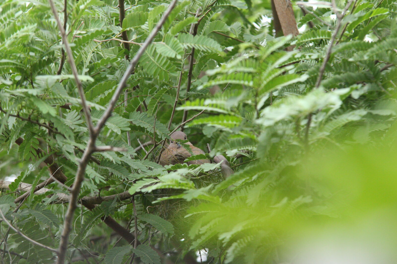 Canon EOS 700D (EOS Rebel T5i / EOS Kiss X7i) sample photo