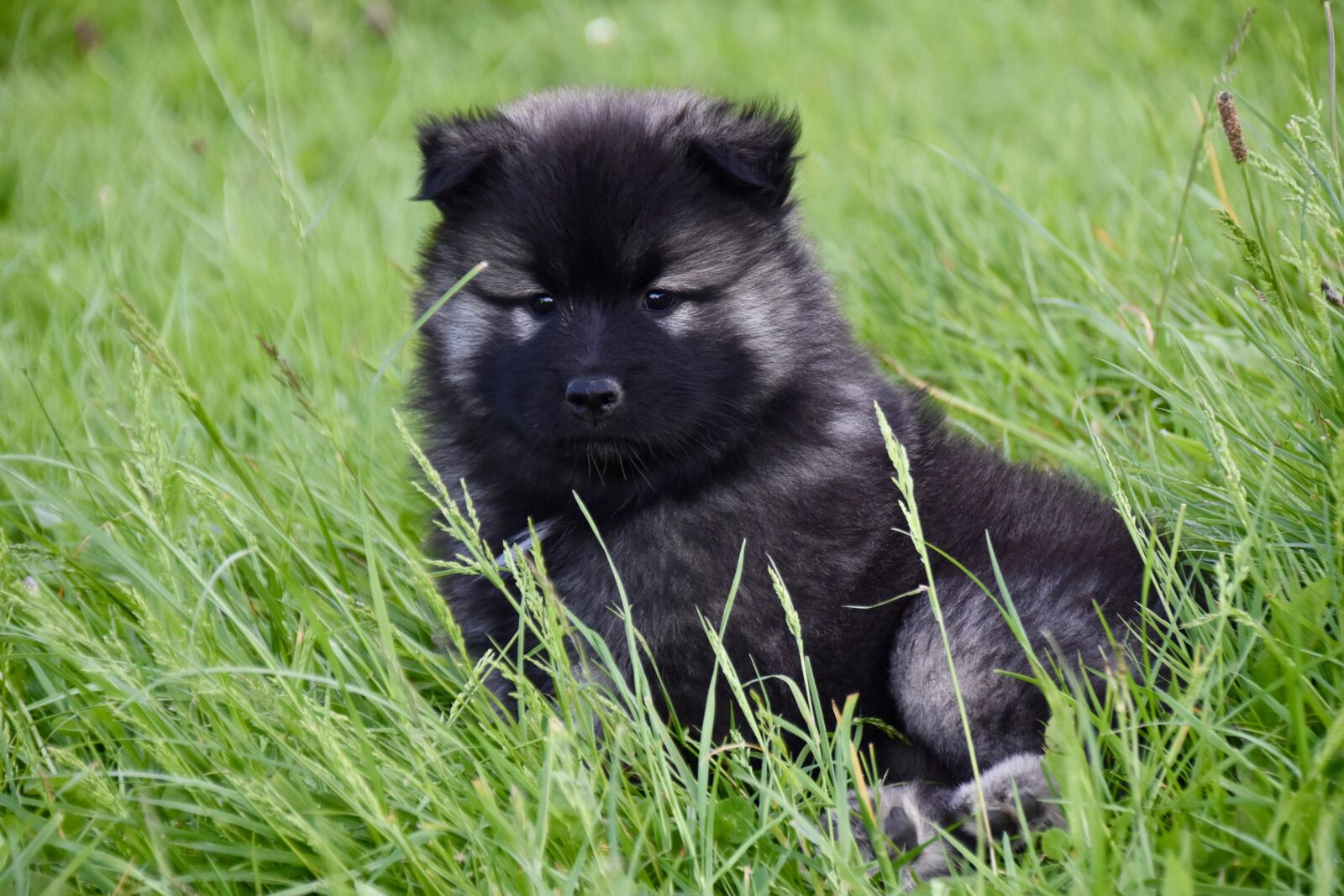 Nikon D5600 sample photo. Dog, puppy, young bitch photography