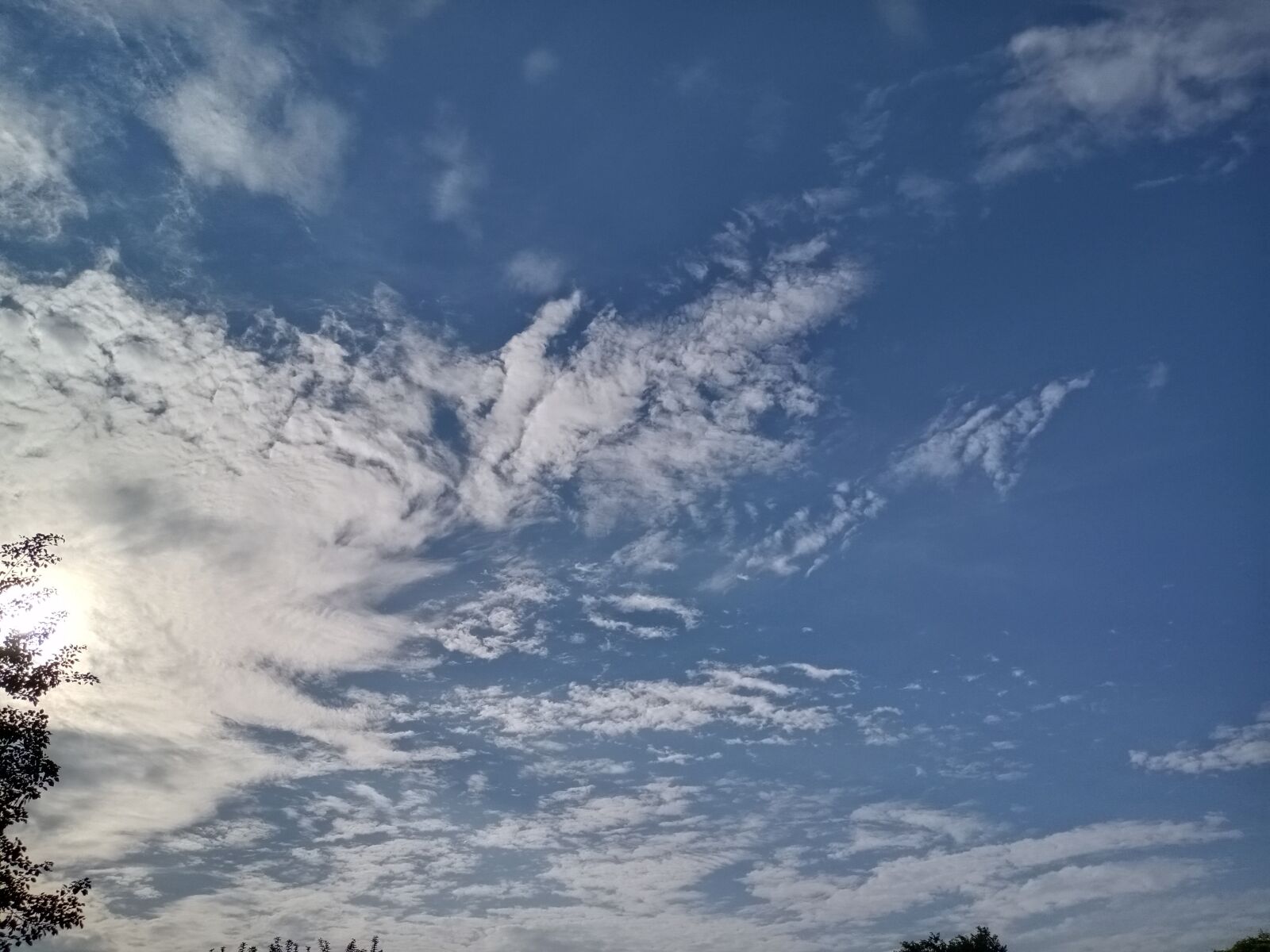 vivo 1907_19 sample photo. Nature, tree, sky photography