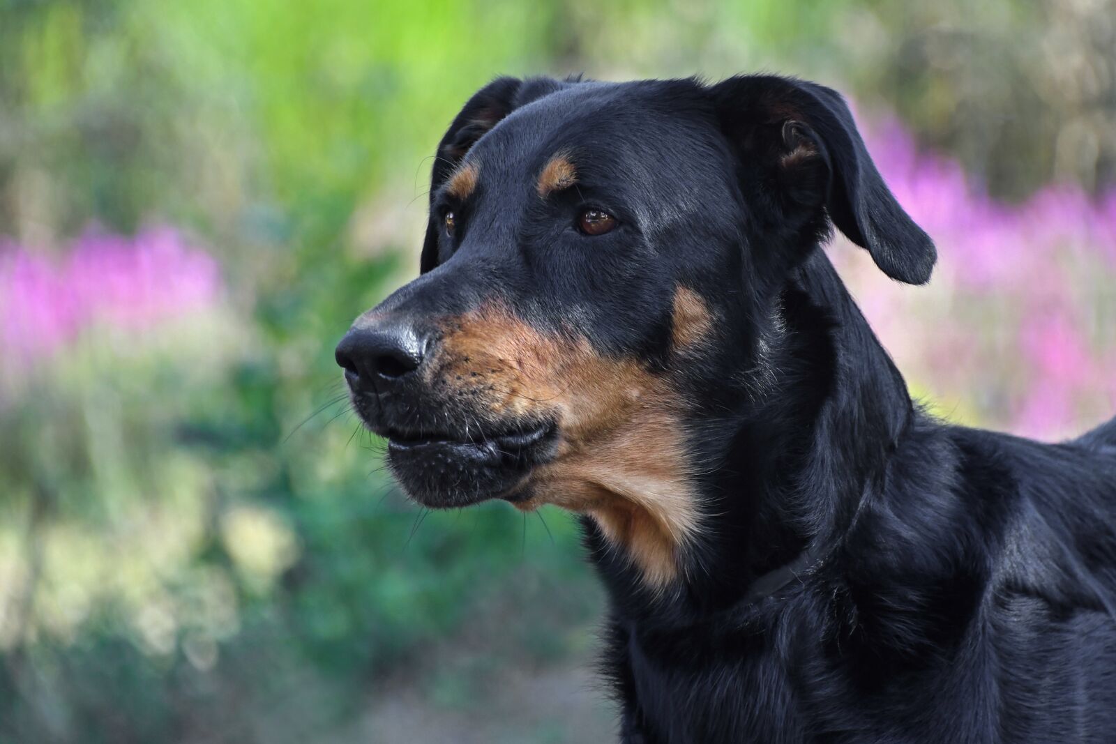 Nikon D500 sample photo. Dog, beauceron, portrait photography
