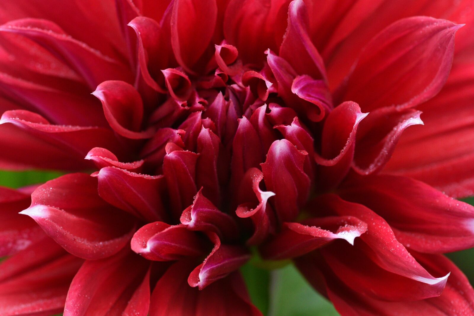 Nikon D750 sample photo. Dahlia, flower, red photography