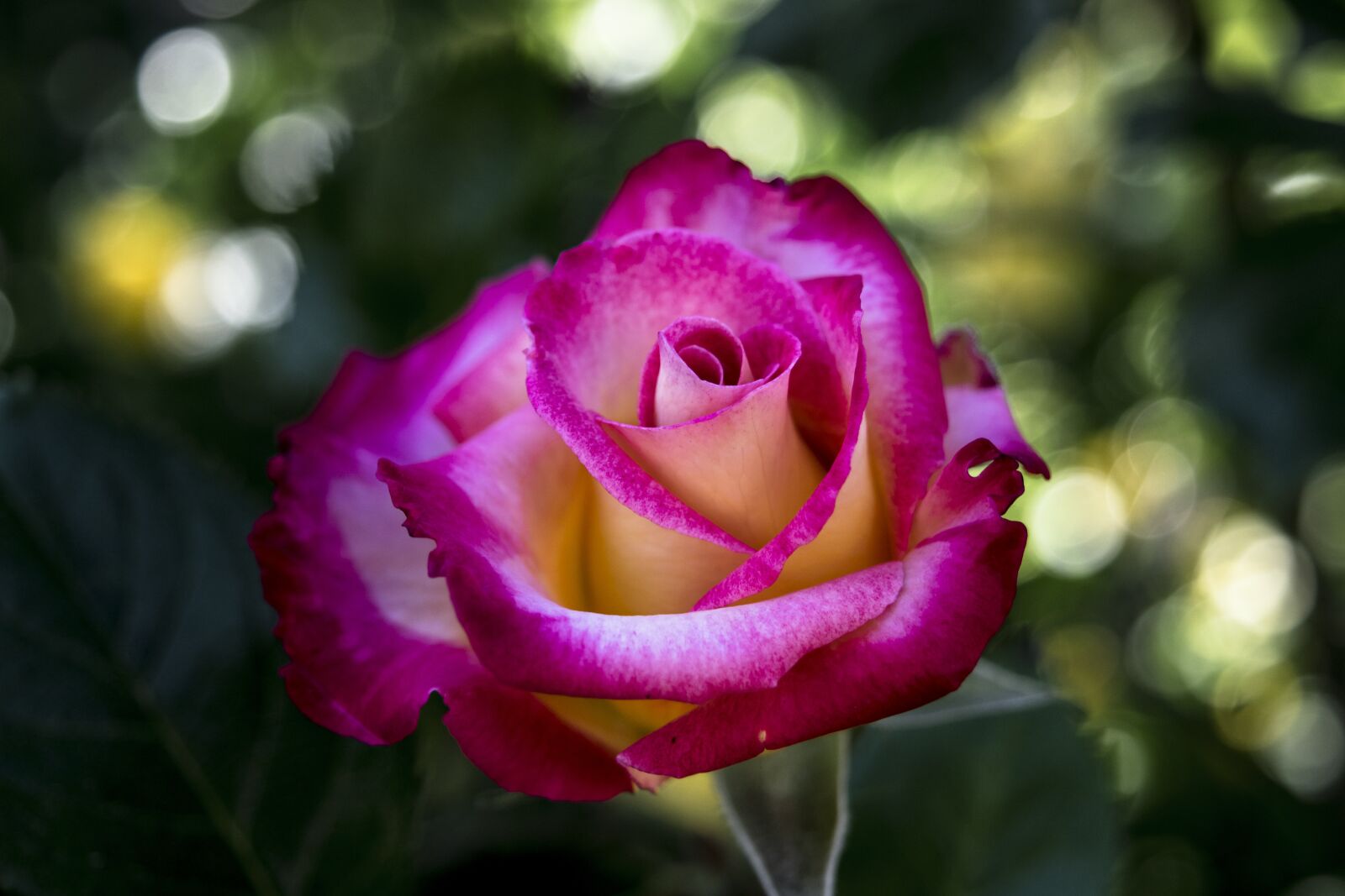 Nikon D3300 sample photo. Flowers, nature, rose photography