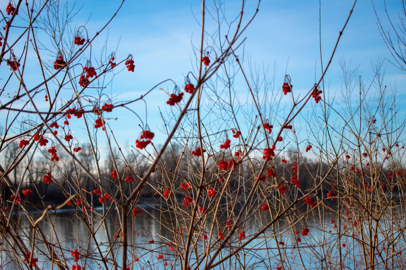 Nikon D5600 sample photo. Rowanberries, berries, nature photography