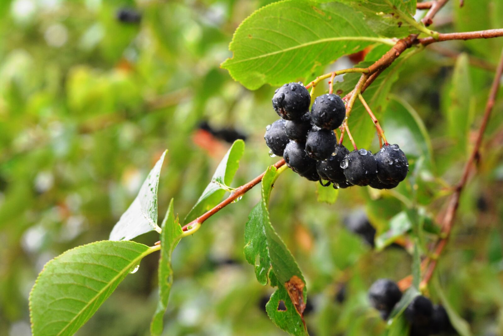 Nikon D5200 sample photo. Aronia, aron, fruit photography