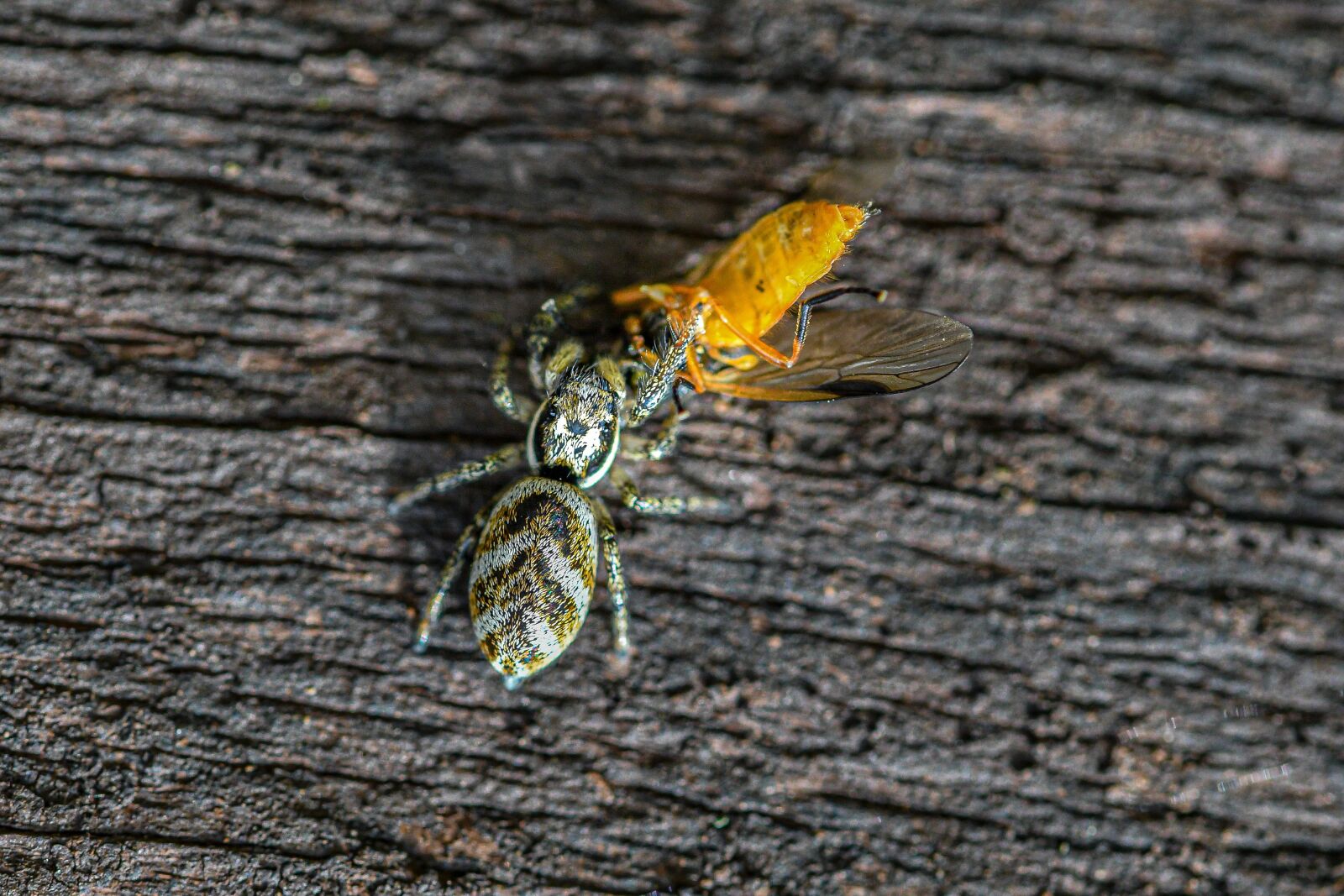 Nikon D500 sample photo. Macro, zebra jumping spider photography