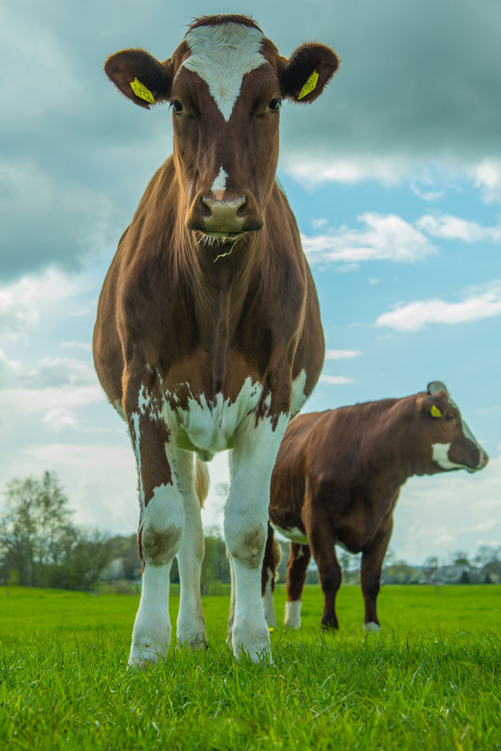 Nikon D600 sample photo. Animal, blue, cow, farm photography