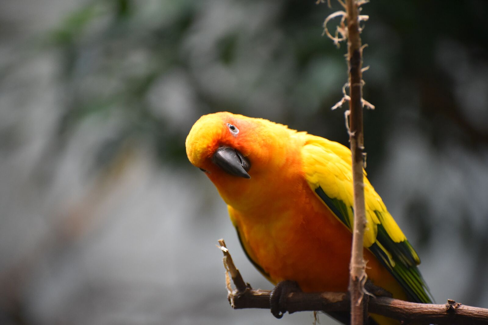 Nikon D750 sample photo. Bird, zoo, nature photography