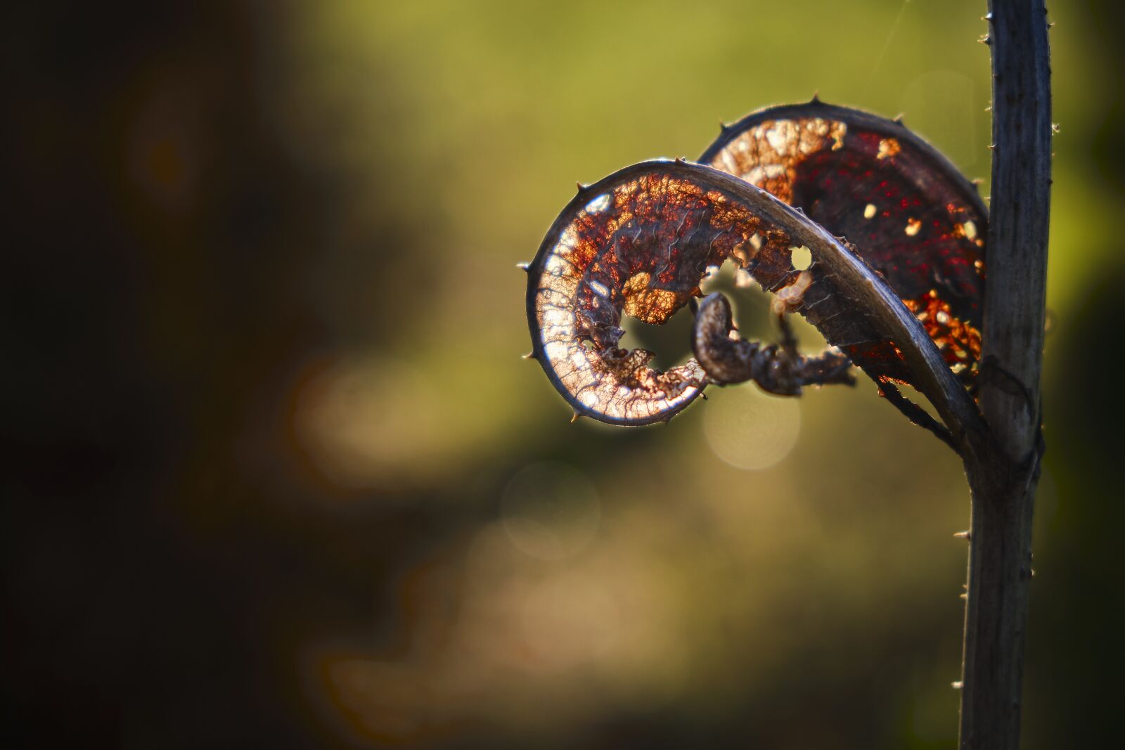 Fujifilm XF 18-55mm F2.8-4 R LM OIS sample photo. Spiral, rebirth, card photography