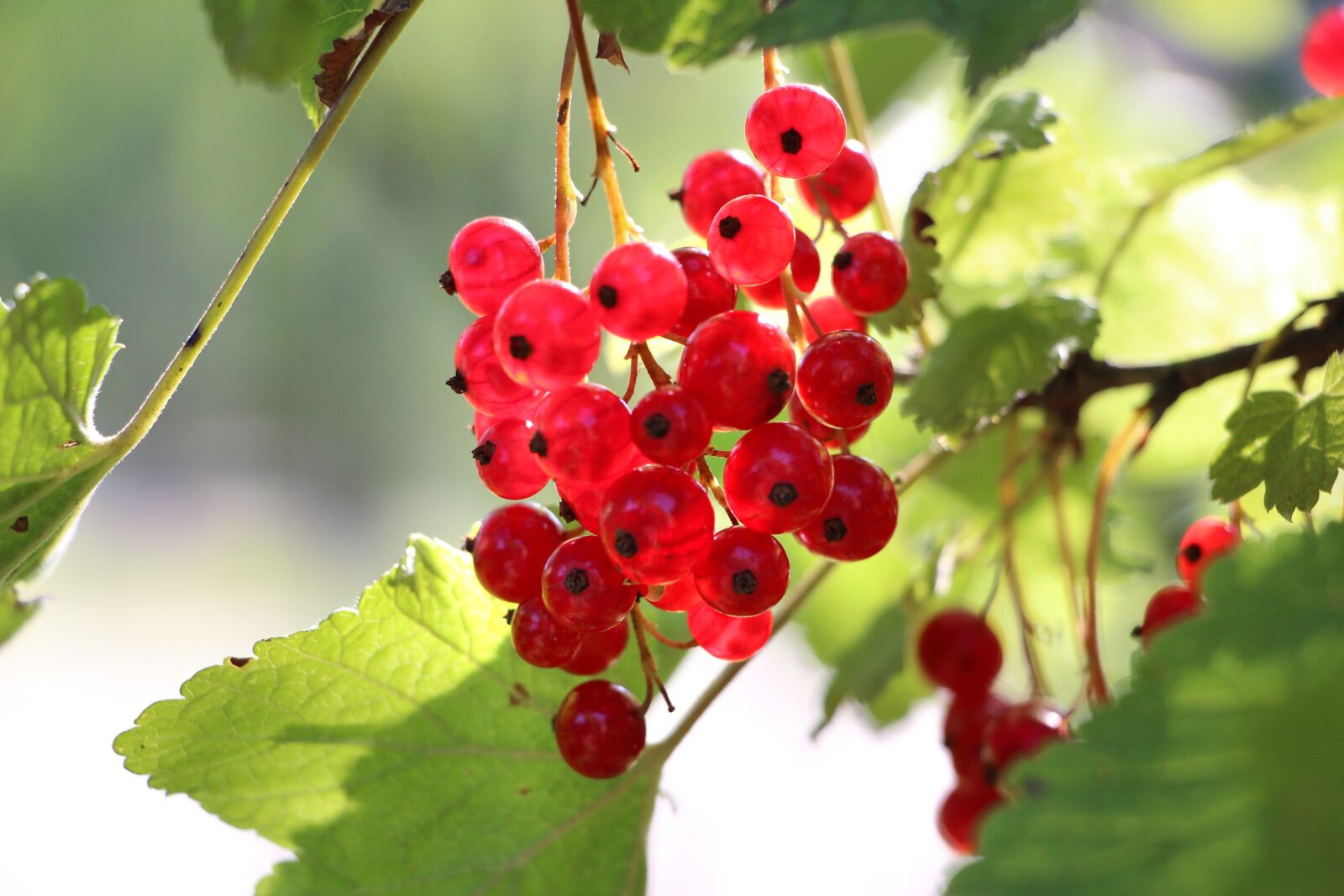 Canon EOS 650D (EOS Rebel T4i / EOS Kiss X6i) sample photo. Currants, plant, fruit photography