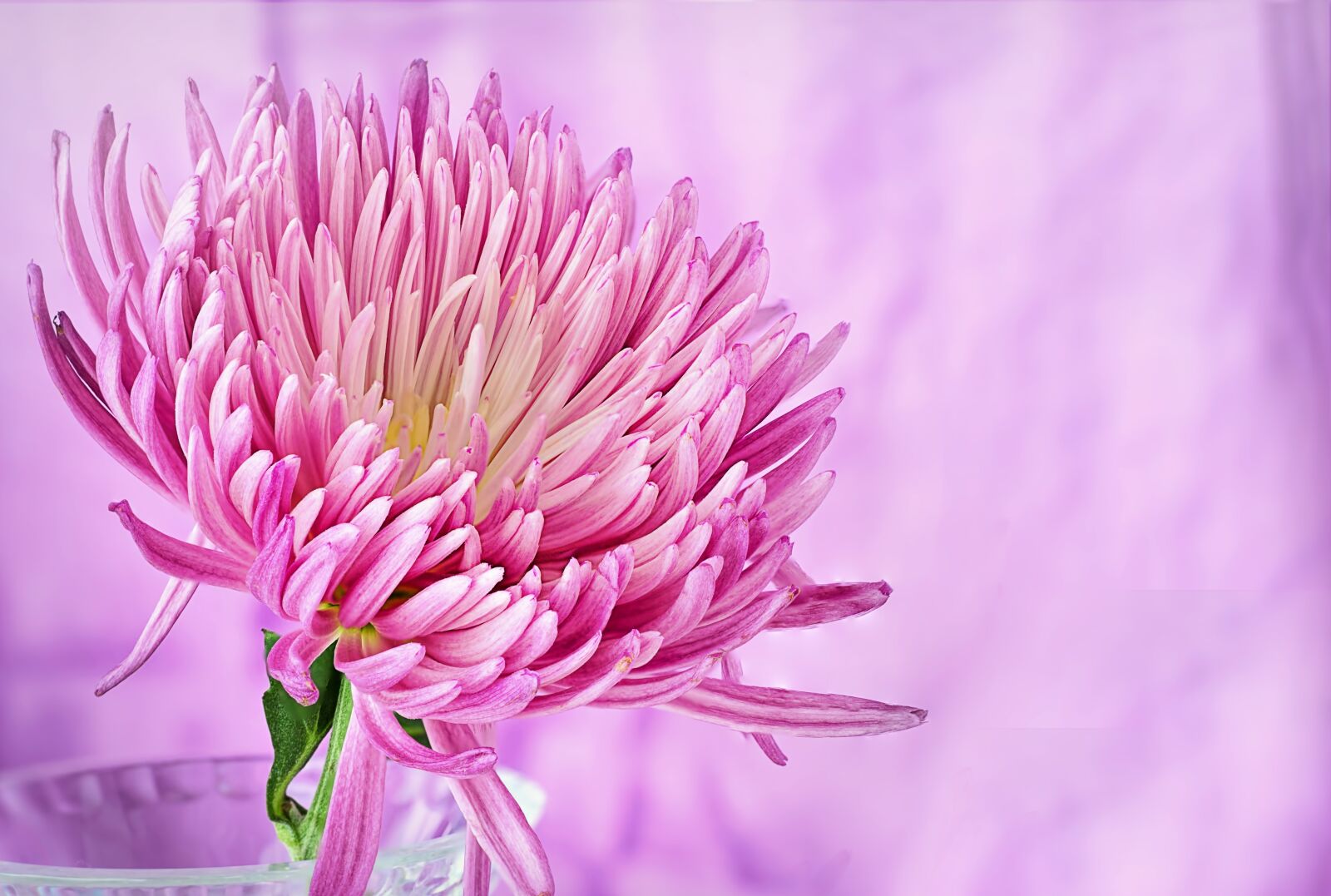 Canon EOS 5D Mark III sample photo. Nature, flower, summer photography