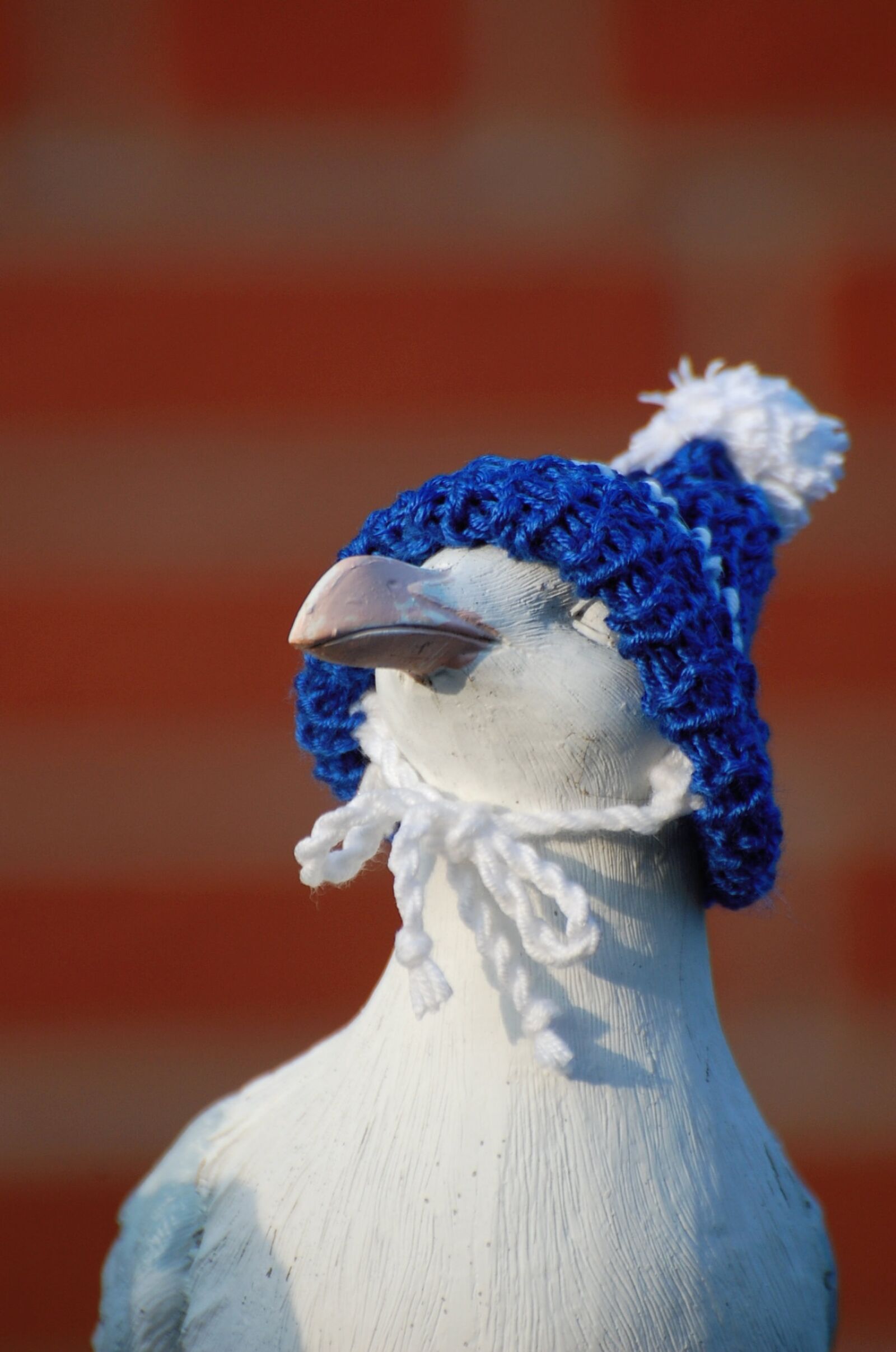 Nikon D40 sample photo. Seagull, cap, cheeky photography