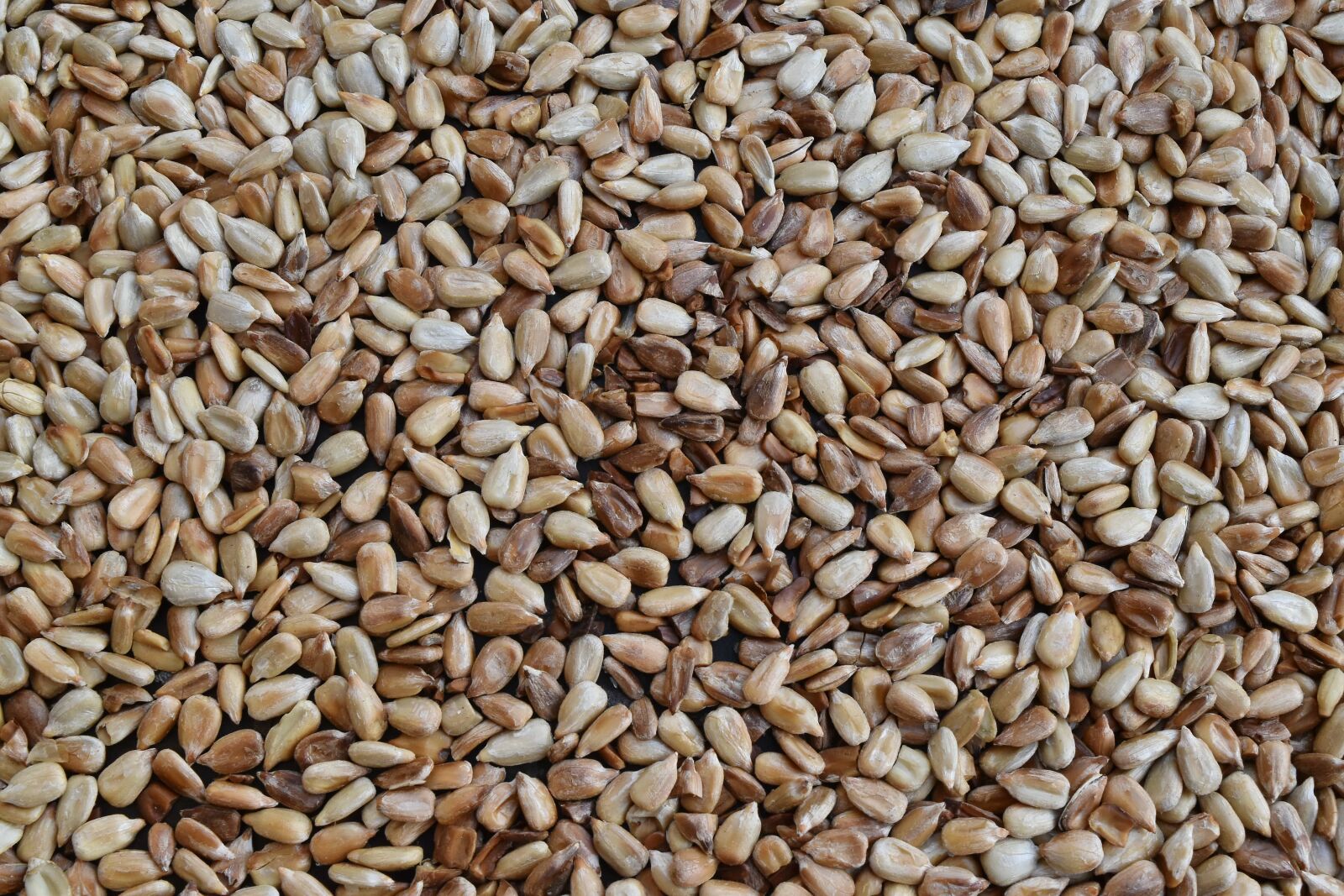 Nikon D5500 sample photo. Agriculture, herb, seed, sunflower photography