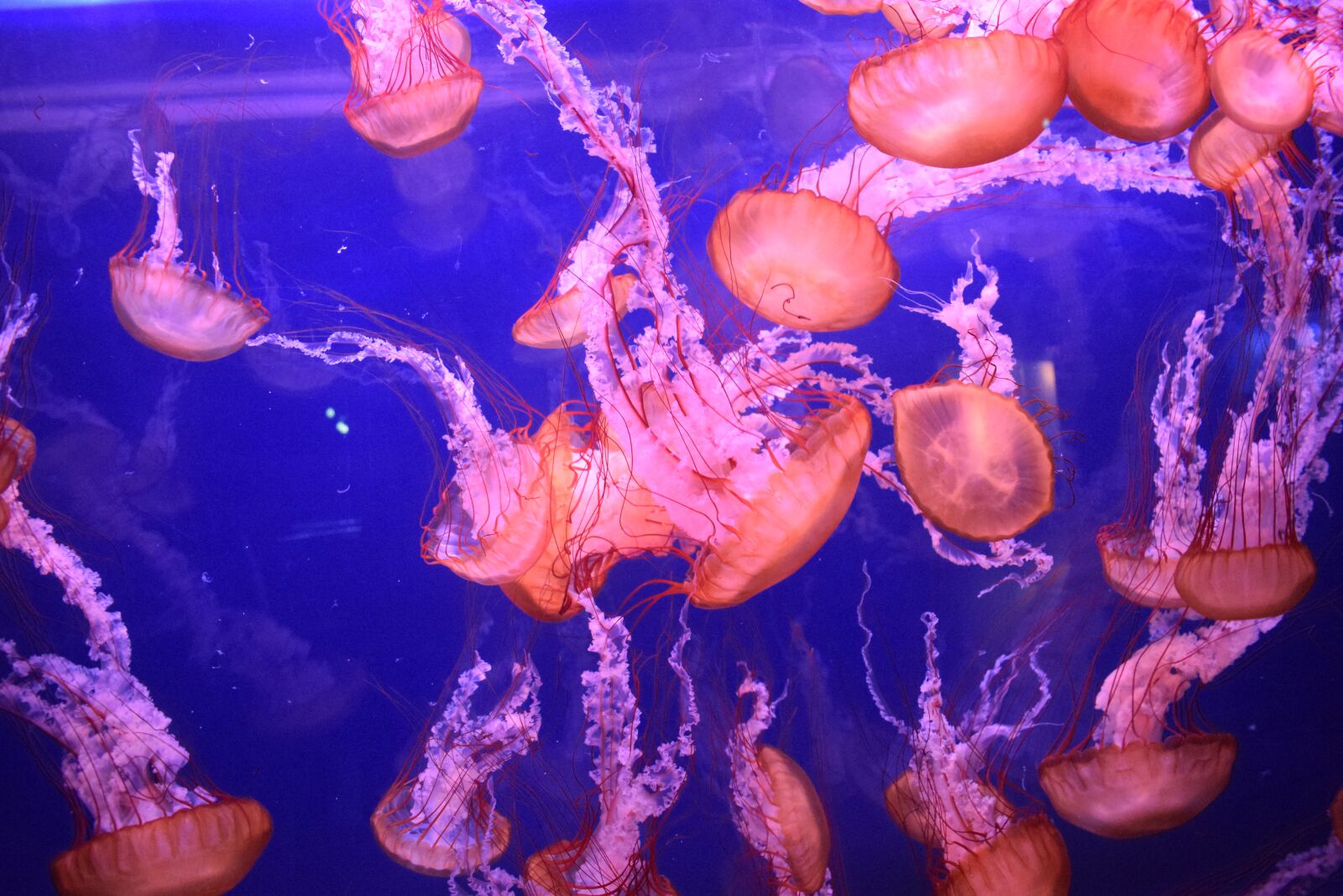 Nikon D3300 sample photo. Medusa, jellyfish, underwater photography