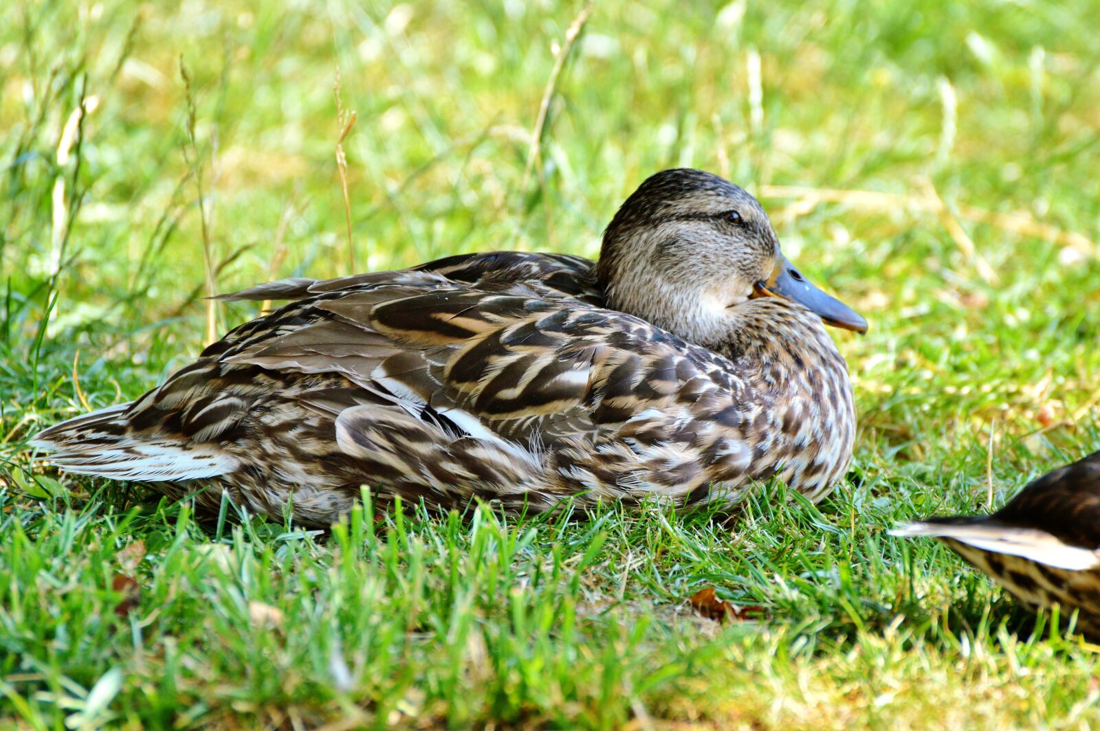 Nikon D3200 sample photo. Ducks, waterfowl, mallard photography