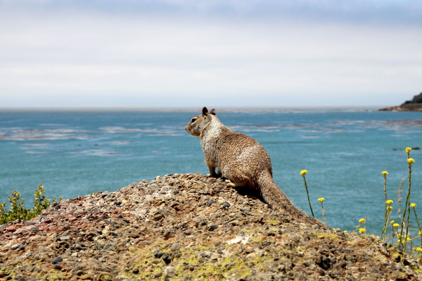 Canon EOS 700D (EOS Rebel T5i / EOS Kiss X7i) sample photo. Ground squirrel, gophers, croissant photography