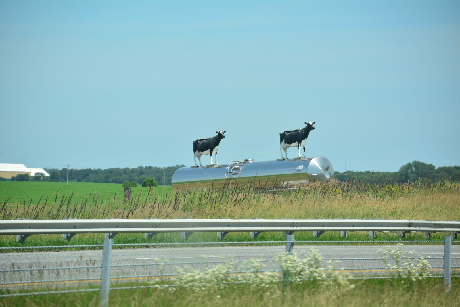 Nikon D5200 sample photo. Cows, cows on display photography