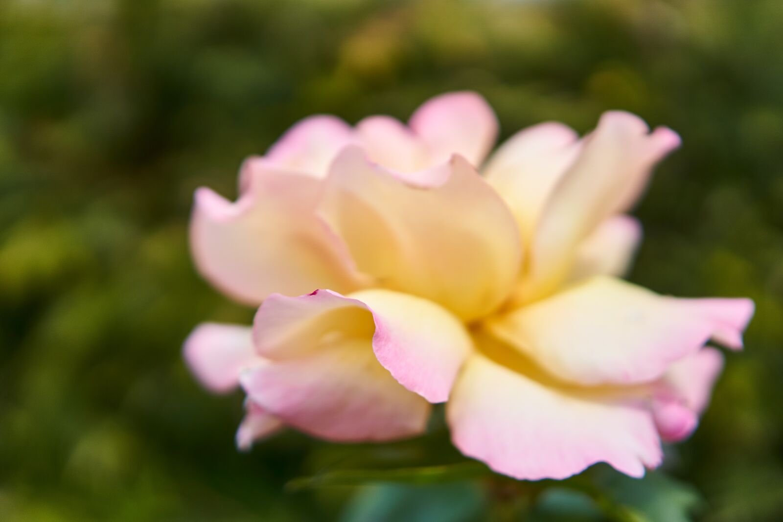 Sony a6000 + Sony E 35mm F1.8 OSS sample photo. Rose, blossom, bloom photography
