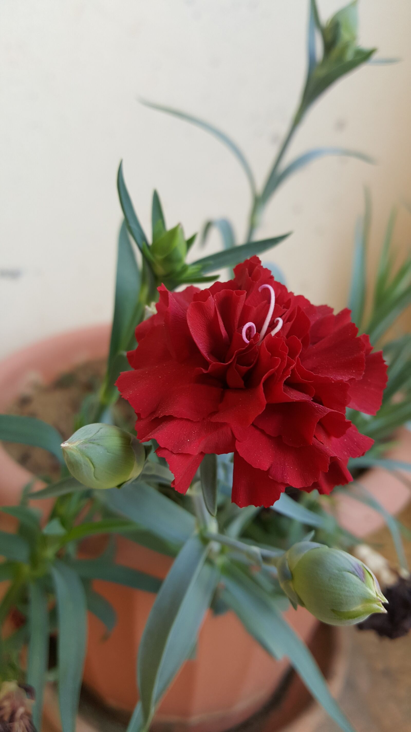 Samsung Galaxy Note5 sample photo. Red, green, white photography