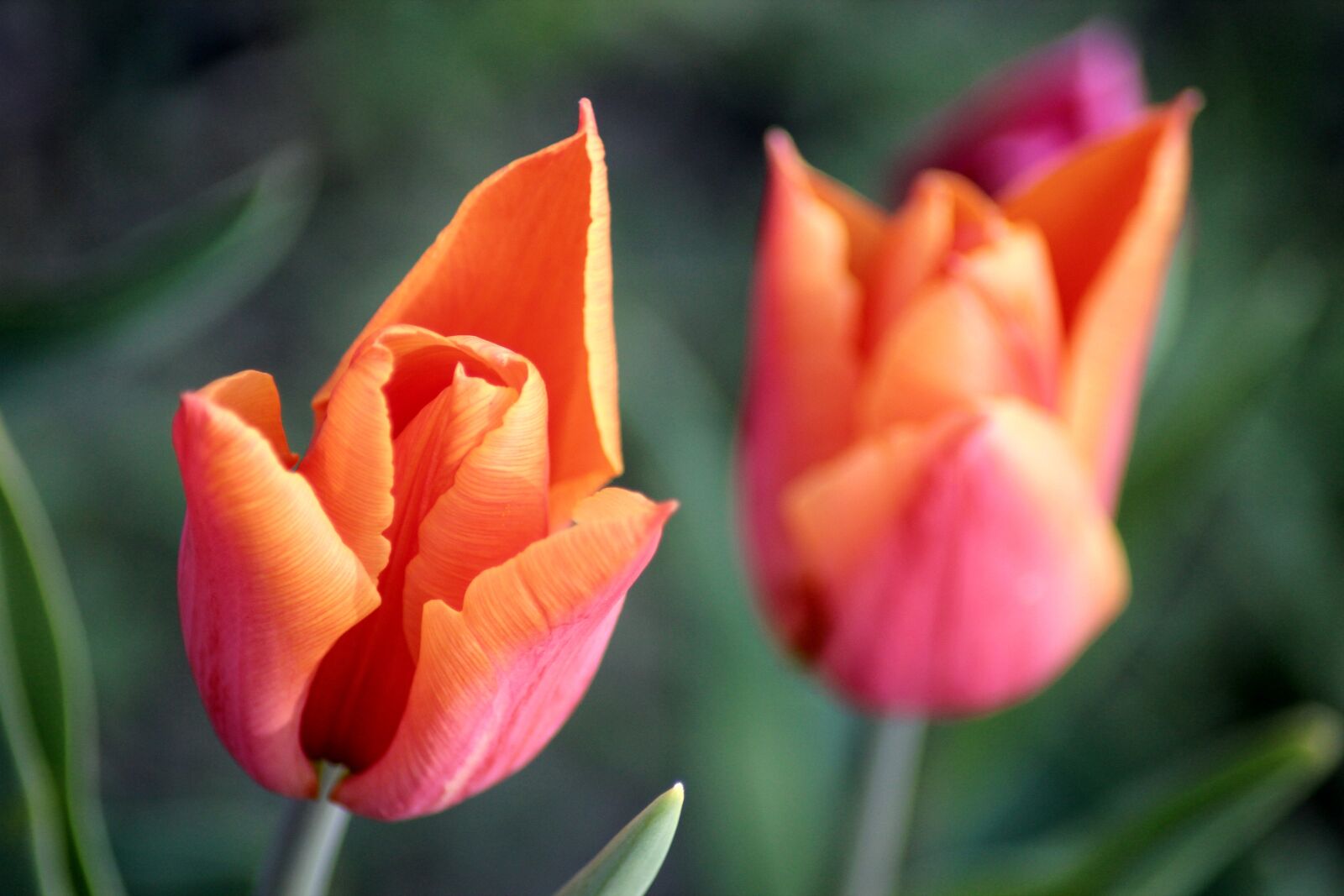 Canon EOS 600D (Rebel EOS T3i / EOS Kiss X5) sample photo. Tulip, spring, flowers photography