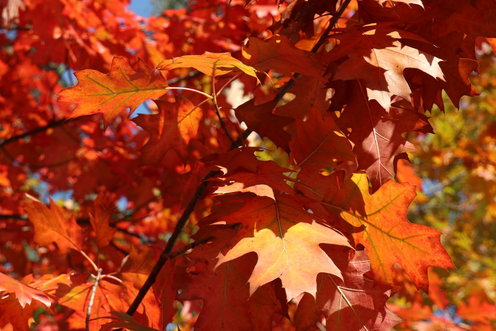 Canon EOS M6 sample photo. Autumn oak leaves, color photography