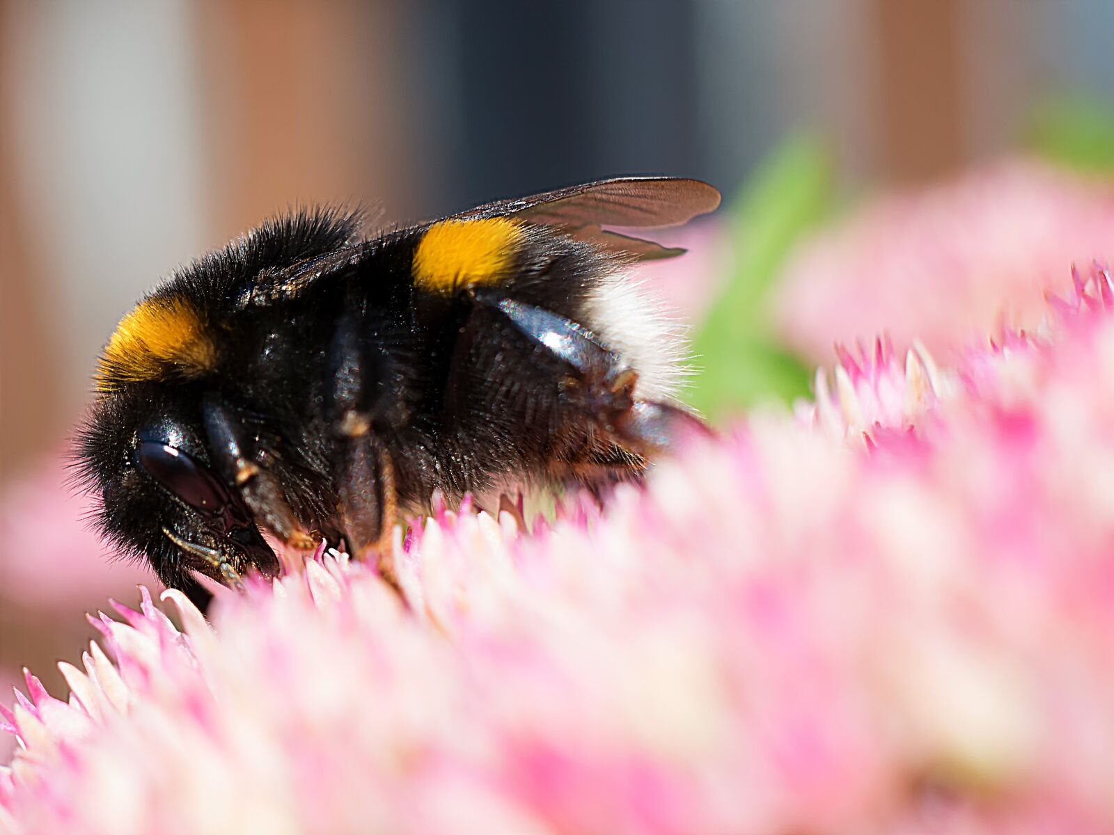Nikon D3300 sample photo. Hummel, macro, close-up photography photography