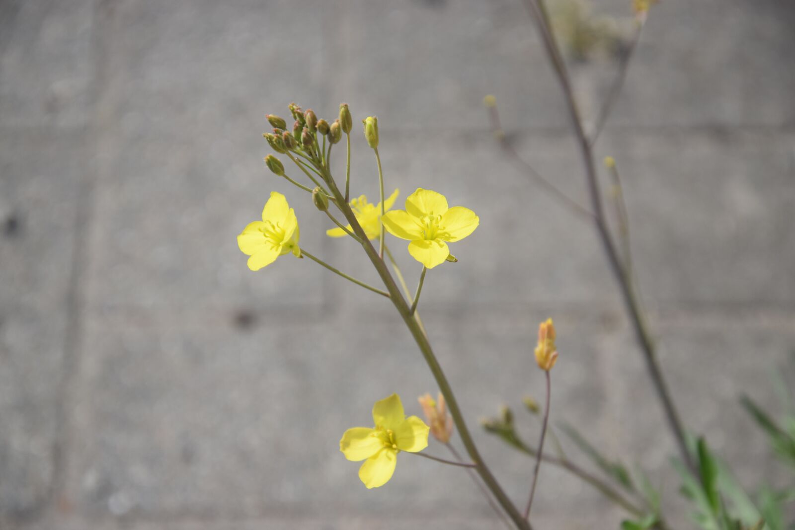 Nikon D5300 sample photo. Flower, scenic, epic photography
