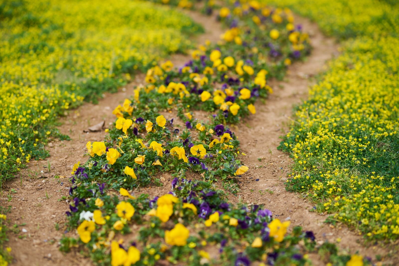 Sony a7R II + Sigma 85mm F1.4 DG HSM Art sample photo. Daisy, yellow, spring photography