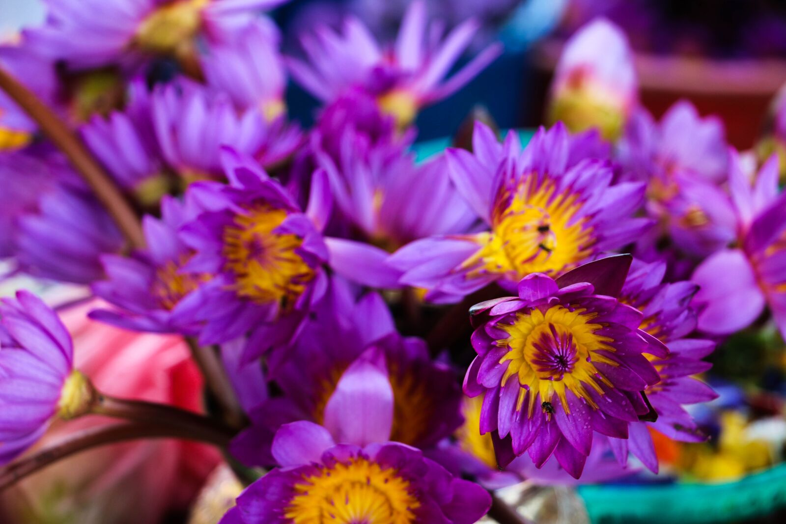 Canon EOS 70D sample photo. Waterlily, flower, sri lanka photography