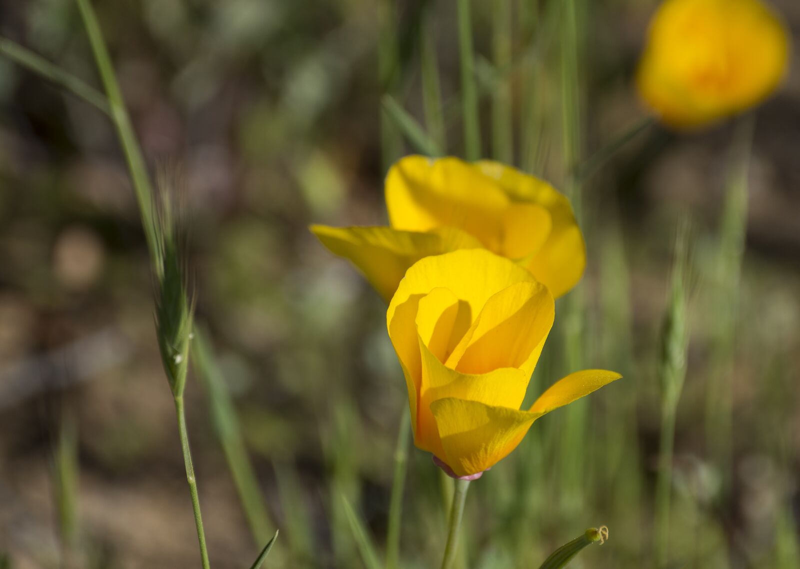 Nikon D3200 sample photo. Flowers, field, nature photography