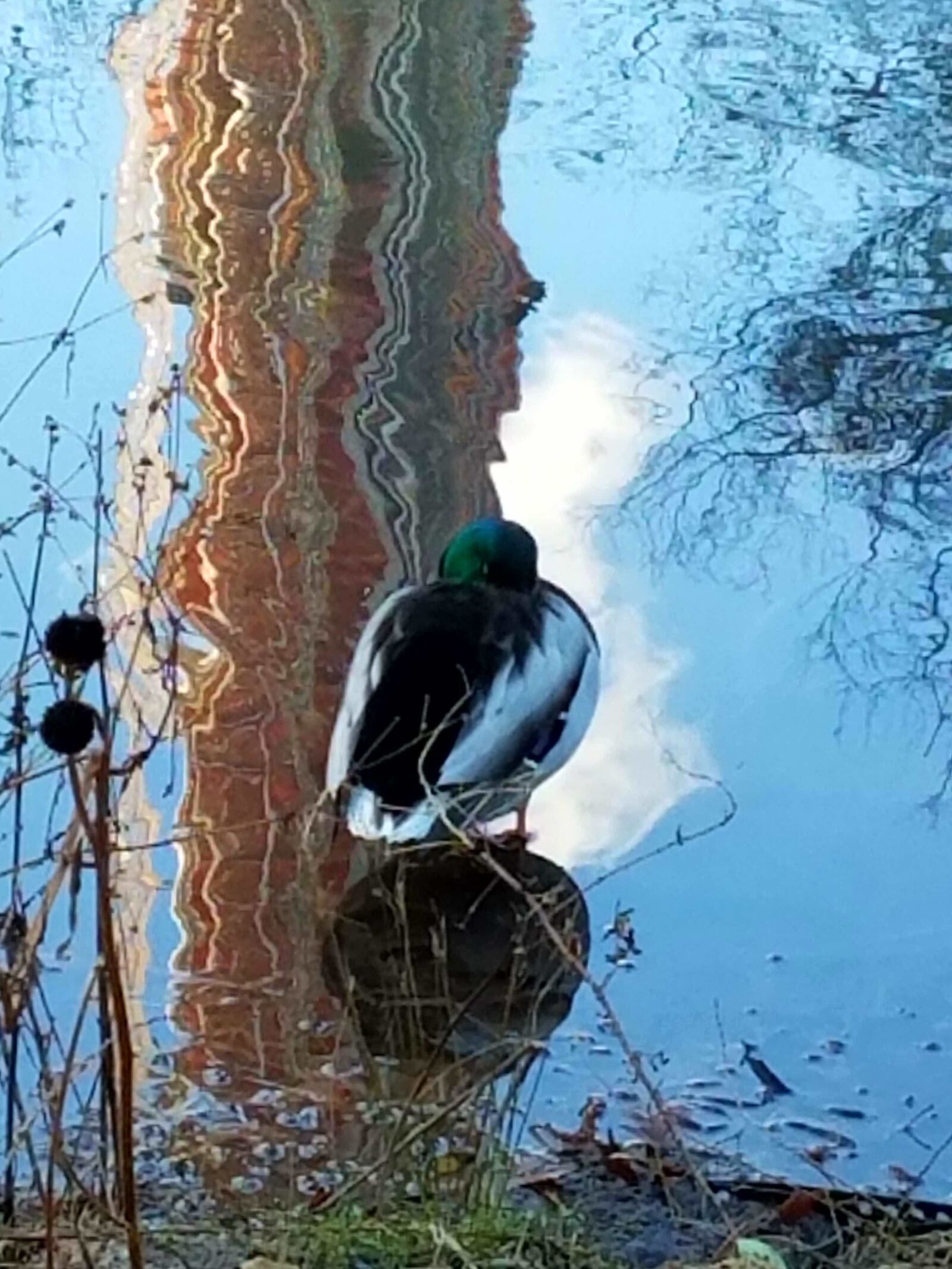 Samsung Galaxy S7 sample photo. Amazing, december, 30, duck photography