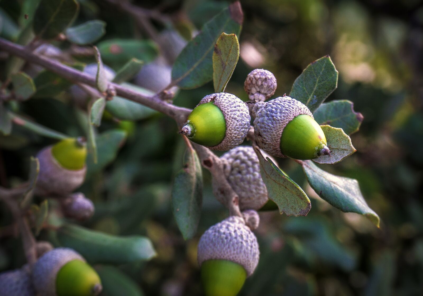 Sony a6000 sample photo. Acorns, botany, nature photography