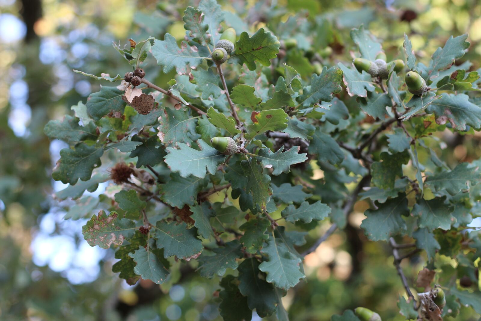 Canon EF 50mm F1.8 STM sample photo. Oak, tree, nature photography