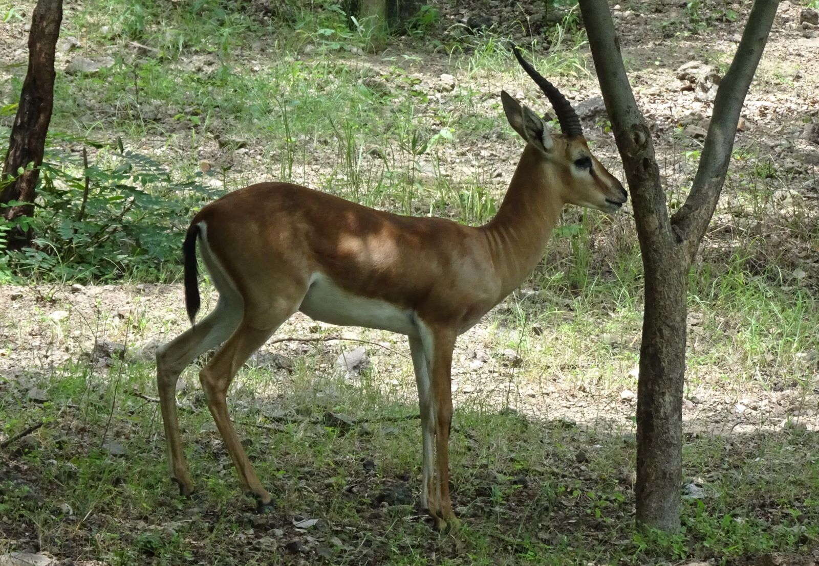 Sony Cyber-shot DSC-HX90V sample photo. Chinkara, gazella bennettii, indian photography