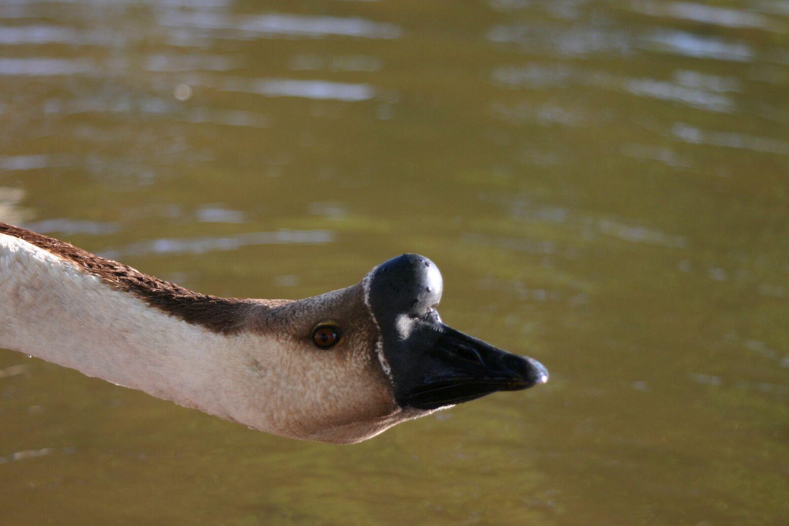 Canon EOS 300D (EOS Digital Rebel / EOS Kiss Digital) sample photo. Goose, bird, nature photography