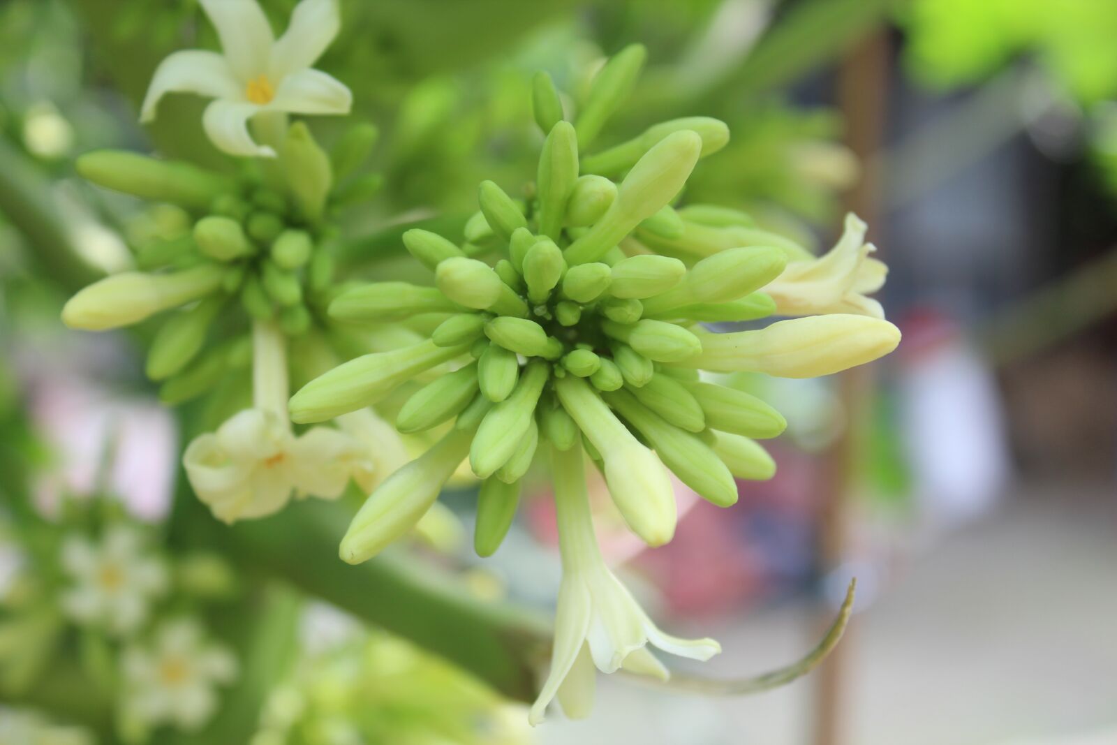 Canon EOS 600D (Rebel EOS T3i / EOS Kiss X5) sample photo. Flower, green, white photography