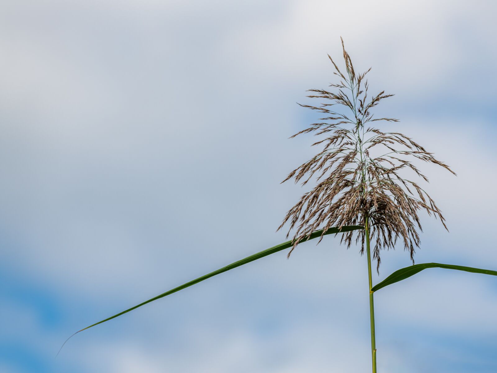 Nikon D850 sample photo. Reed, inflorescence, grass photography