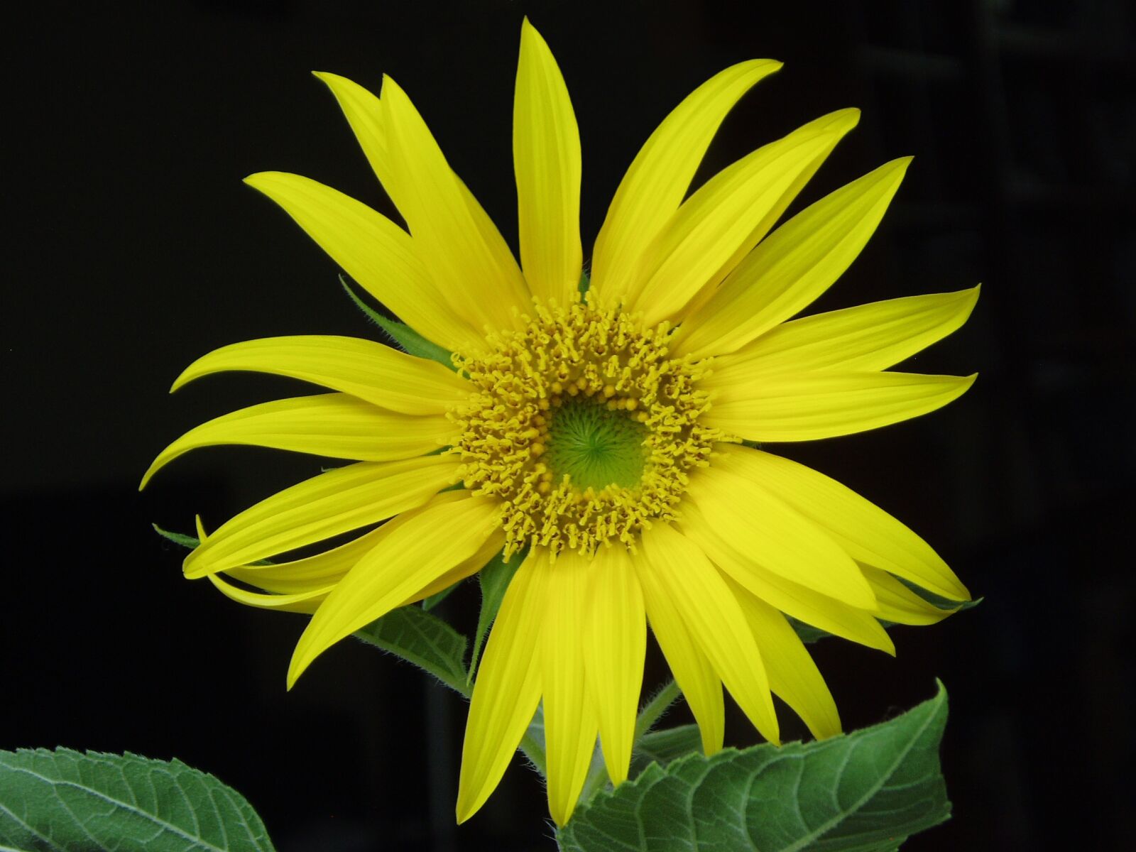 Olympus u20D,S400D,u400D sample photo. Sunflower, flowers, yellow photography