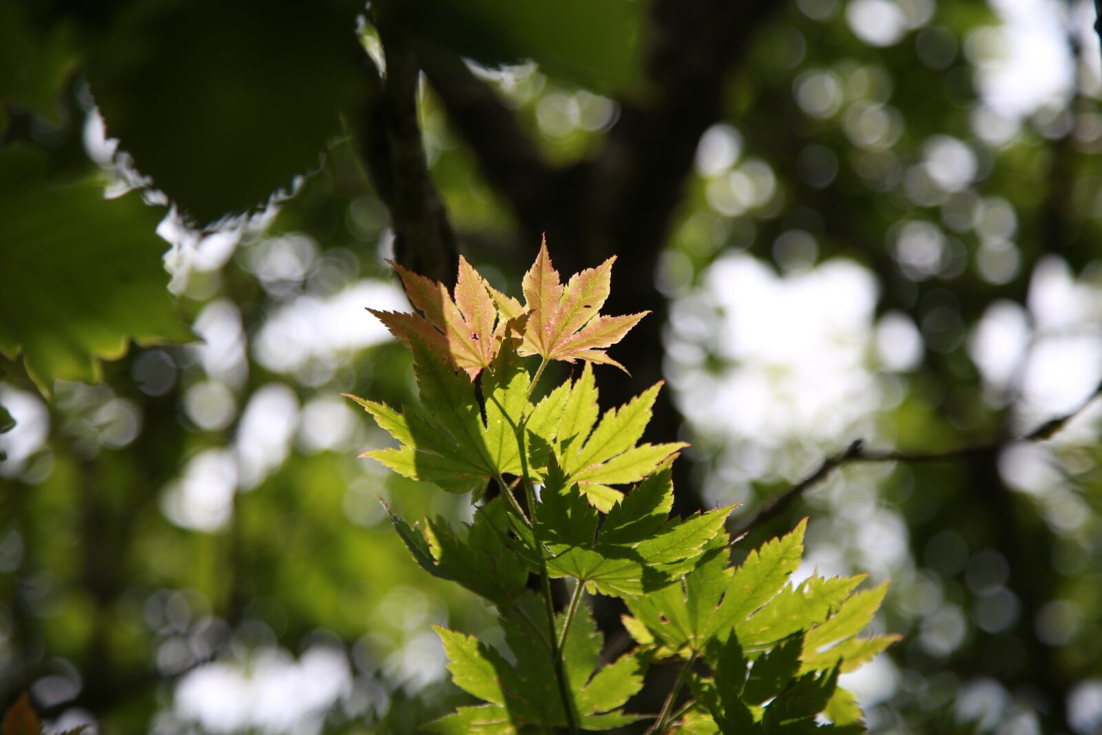 Canon EOS 6D + Canon EF 24-105mm F4L IS USM sample photo. Autumn leaves, maple leaf photography