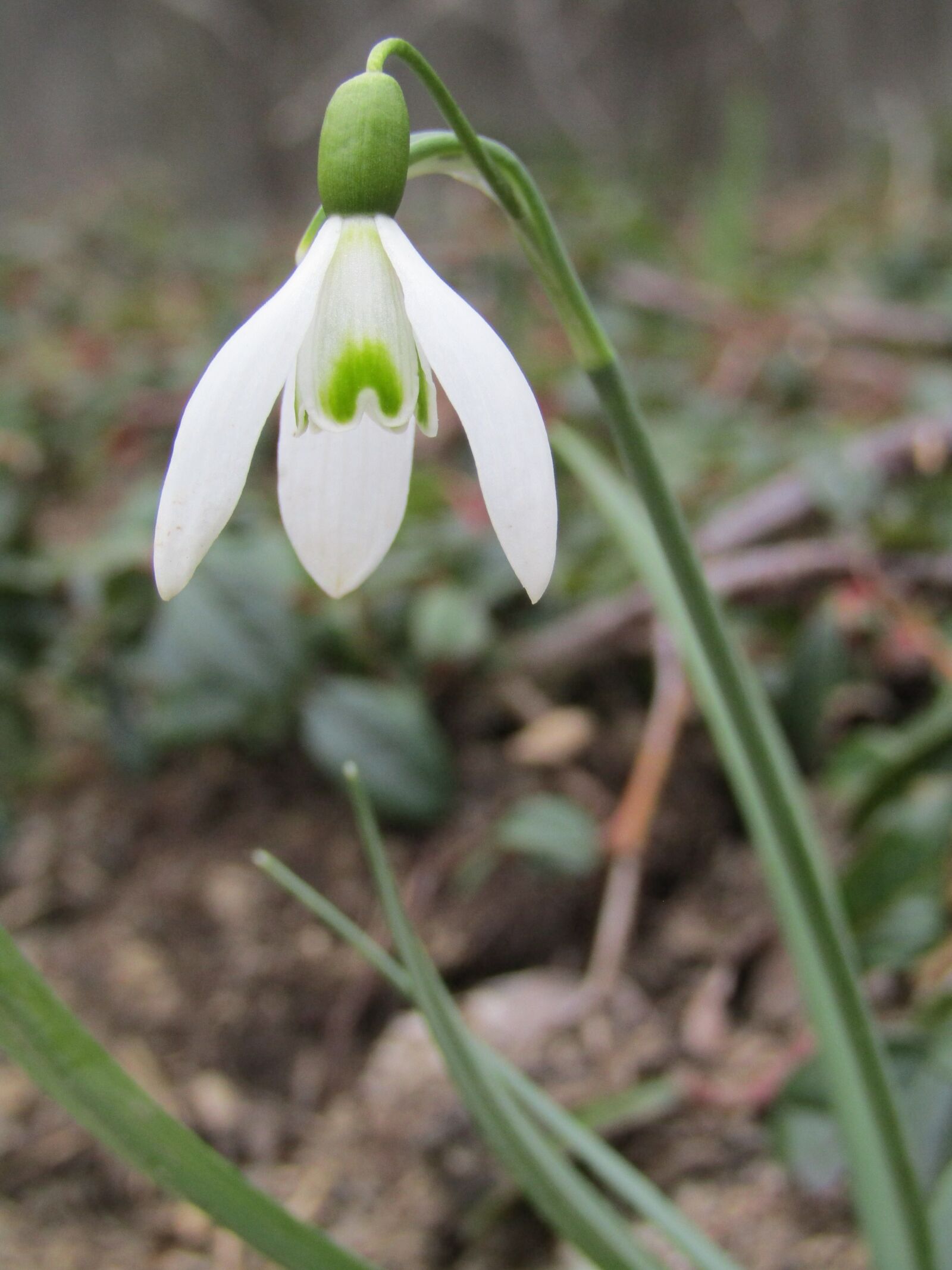 Canon POWERSHOT SX432 IS sample photo. Snowdrop, winter, spring photography
