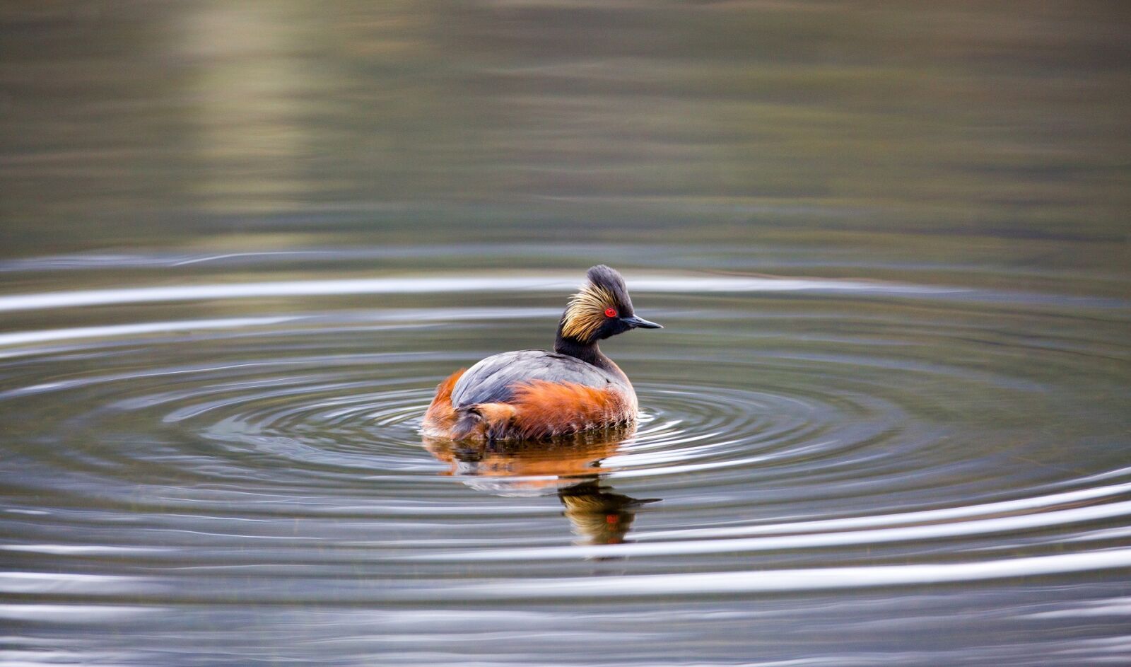 Canon EF 600mm F4L IS USM sample photo. Black-necked grebe, water bird photography