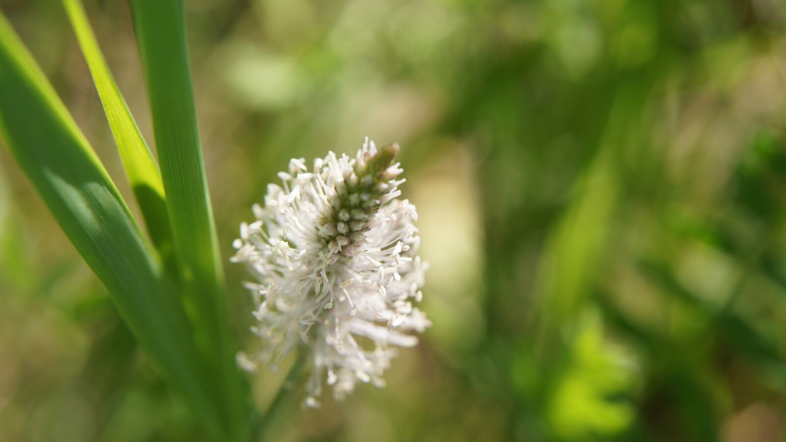 Sony SLT-A55 (SLT-A55V) + Sony DT 18-55mm F3.5-5.6 SAM sample photo. Plantain, wildflowers, flower photography